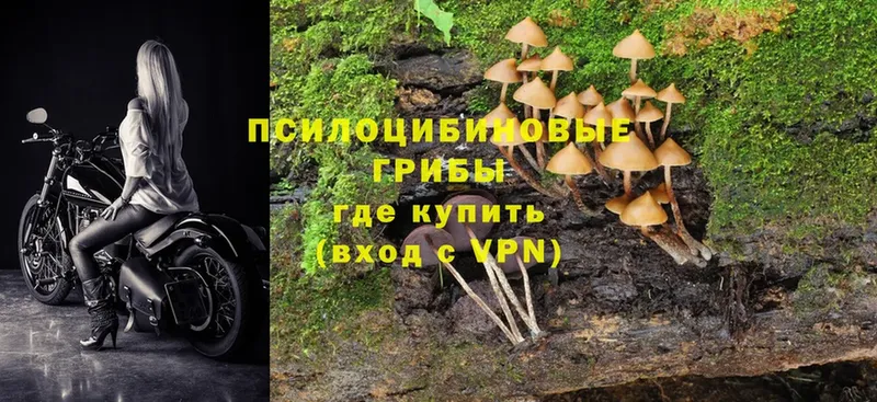 наркотики  Лермонтов  Псилоцибиновые грибы Psilocybe 